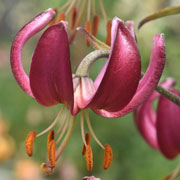  lily "St. Albert"
